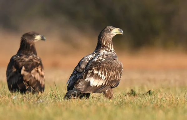 Bílé Sledoval Eagles Louce — Stock fotografie