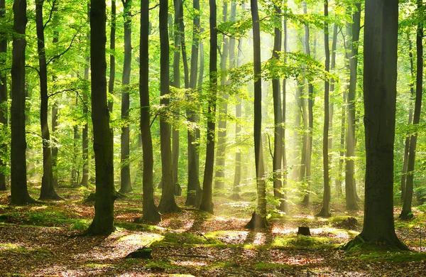 beautiful Autumn dawn in magic forest