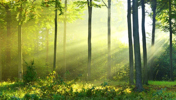 Schöner Herbstwald Mit Morgensonne — Stockfoto