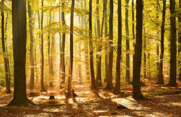 beautiful magical forest with fallen brown leaves