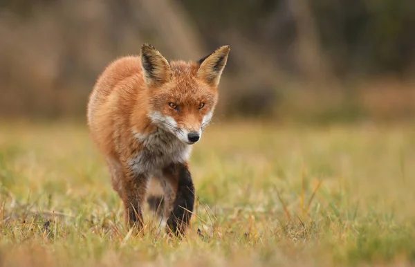Fox Caminando Prado —  Fotos de Stock