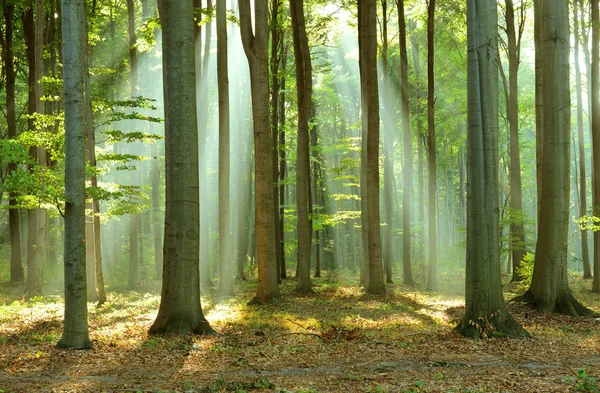 Vacker Morgon Solstrålar Dimmiga Skogen — Stockfoto