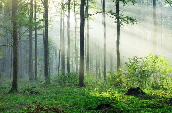 Sunrays Piękny Poranek Lesie — Zdjęcie stockowe