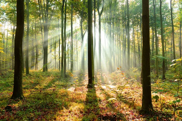 Krásné Ráno Paprsků Lese — Stock fotografie