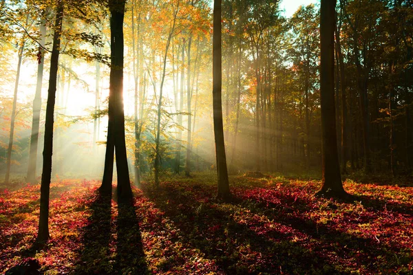 Lindos Raios Sol Matinais Floresta — Fotografia de Stock