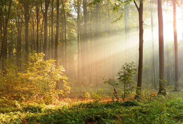 Прекрасные Утренние Солнечные Лучи Лесу — стоковое фото