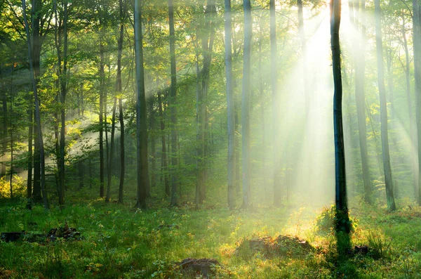 Vacker Morgon Solstrålar Skogen — Stockfoto