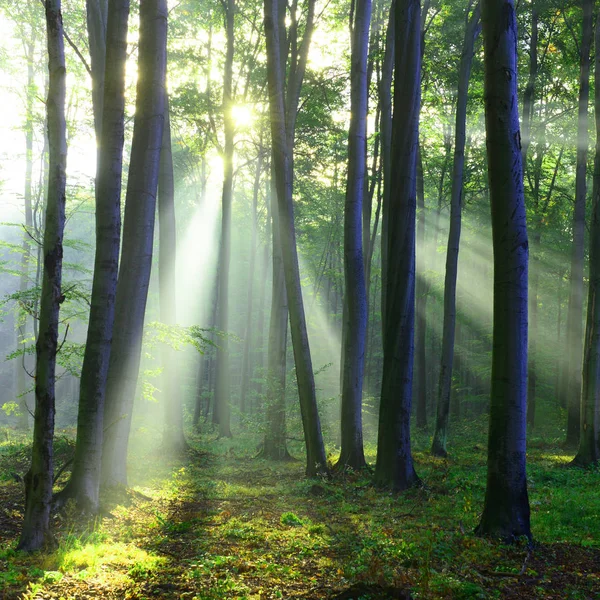 Mooie Ochtend Zonnestralen Het Bos — Stockfoto