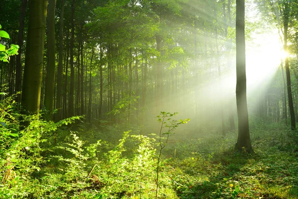 Sunrays Piękny Poranek Lesie — Zdjęcie stockowe