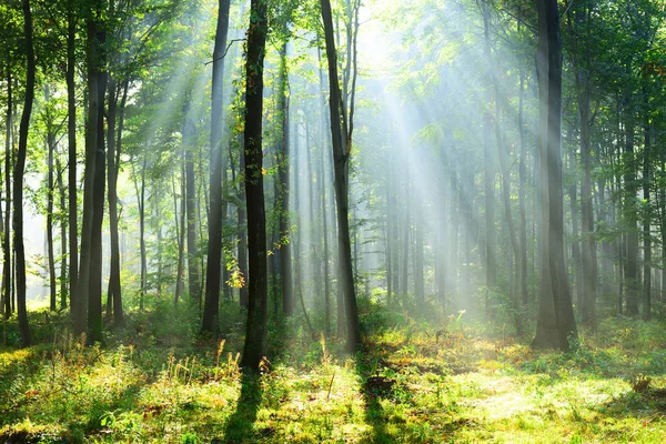 Beautiful Morning Sunrays Forest — Stock Photo, Image