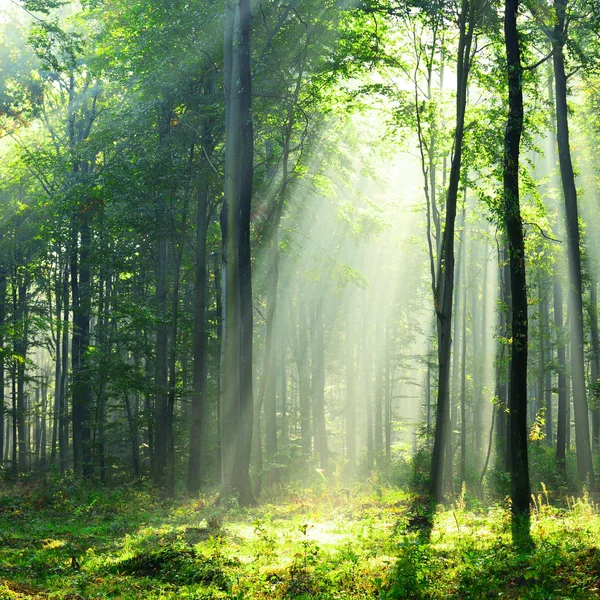 Schöne Morgensonnenstrahlen Wald — Stockfoto