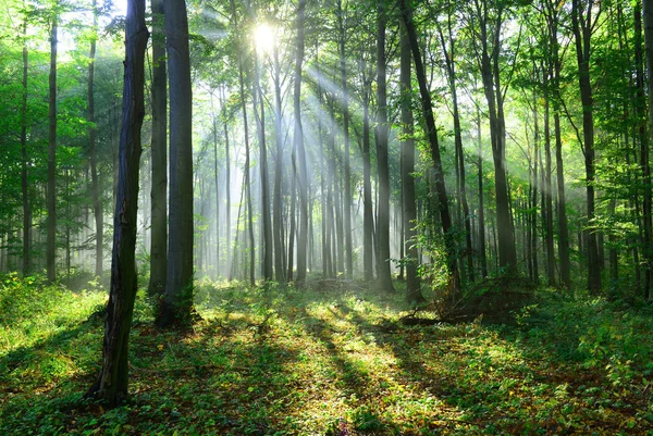 Krásné Ráno Paprsků Lese — Stock fotografie
