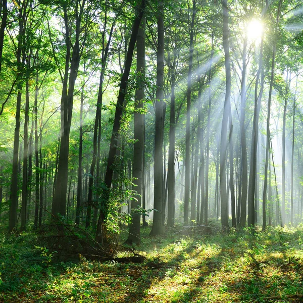 Mooie Ochtend Zonnestralen Het Bos — Stockfoto