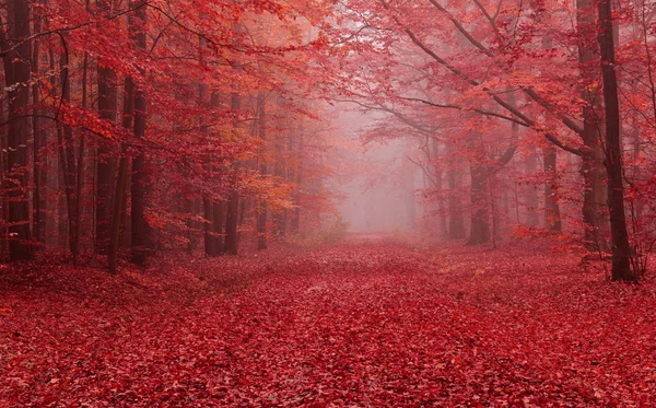 beautiful misty morning in autumn forest