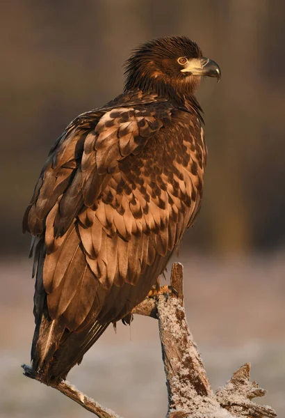 Close View White Tailed Eagle Natural Habitat — Stock Photo, Image