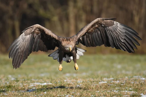 Vue Rapprochée Aigle Queue Blanche Volant — Photo