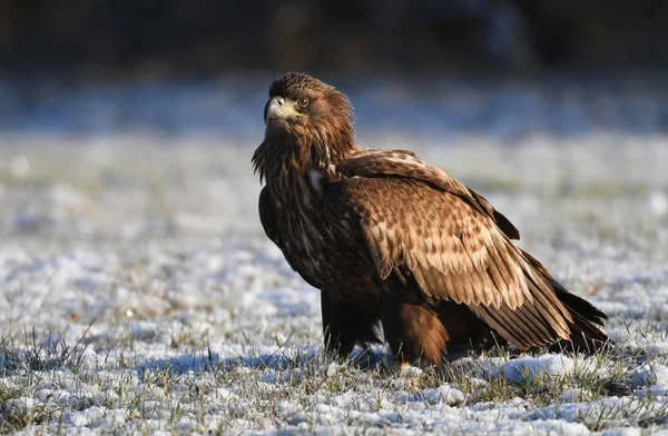 Close Van Witte Staart Adelaar Natuurlijke Habitat — Stockfoto