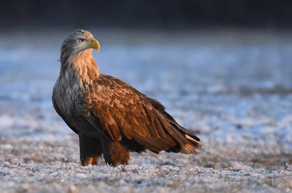 Close Van Witte Staart Adelaar Natuurlijke Habitat — Stockfoto