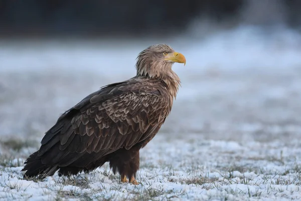 Close Van Witte Staart Adelaar Natuurlijke Habitat — Stockfoto