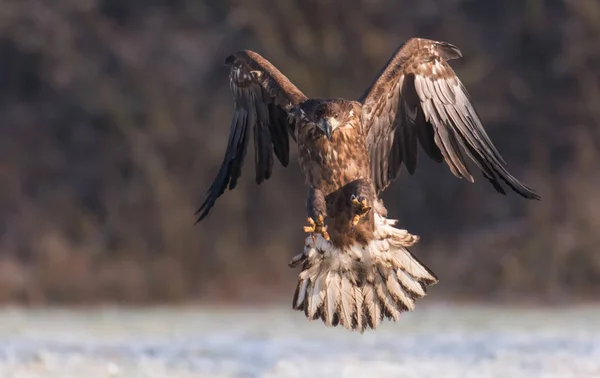 Nahaufnahme Des Fliegenden Seeadlers — Stockfoto