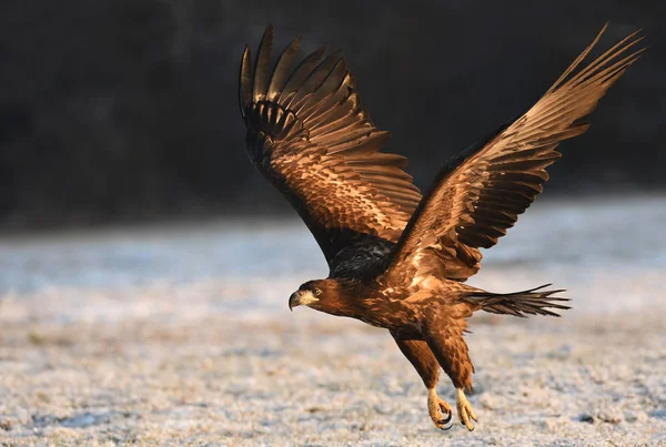 Zblízka Pohled Letící Bílé Sledoval Eagle — Stock fotografie