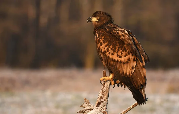 Vista Vicino Dell Aquila Dalla Coda Bianca Nell Habitat Naturale — Foto Stock