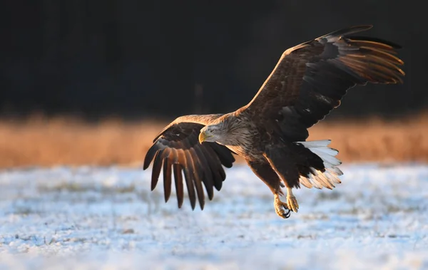 Närbild Bild Flygande Vita Tailed Eagle — Stockfoto