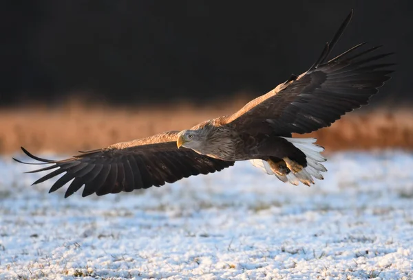 Nahaufnahme Des Fliegenden Seeadlers — Stockfoto