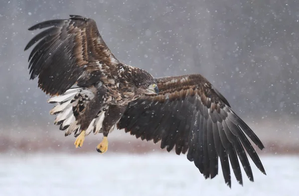 Beyaz Kuyruklu Kartal Uçan Görünümü Kapatın — Stok fotoğraf