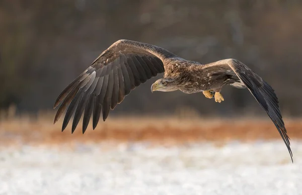 Nahaufnahme Des Fliegenden Seeadlers — Stockfoto