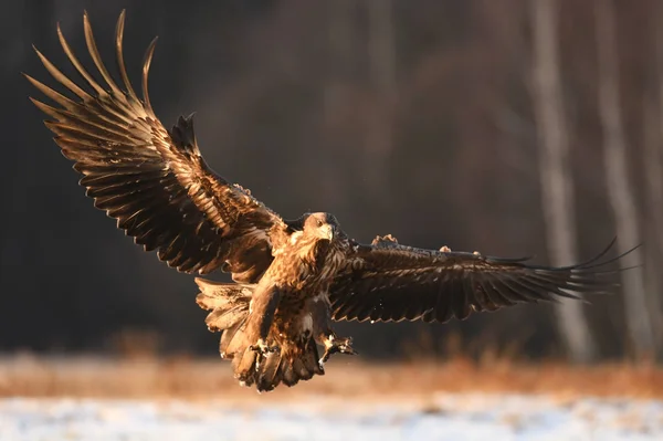 Zblízka Pohled Letící Bílé Sledoval Eagle — Stock fotografie