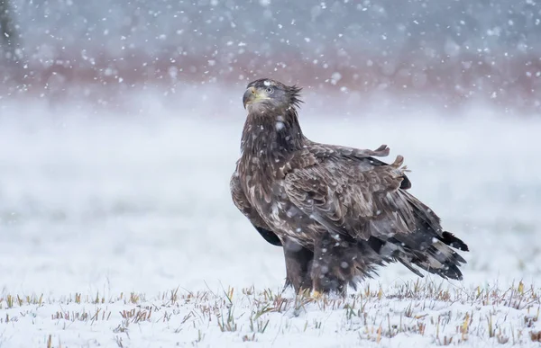 Close Van Witte Staart Adelaar Natuurlijke Habitat — Stockfoto