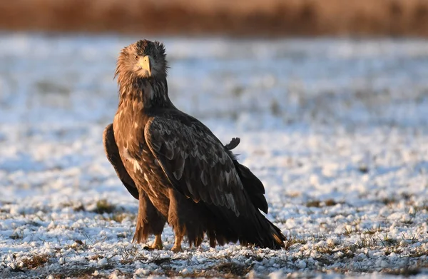 Close up view of white tailed Eagle in natural habitat