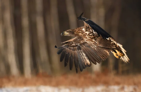 꼬리가 달린된 독수리 비행의 — 스톡 사진