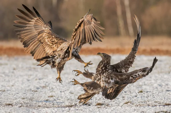 Två Unga Vita Tailed Örnar Kämpar Luften — Stockfoto