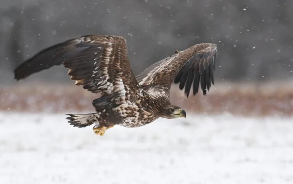 Zblízka Pohled Letící Bílé Sledoval Eagle — Stock fotografie