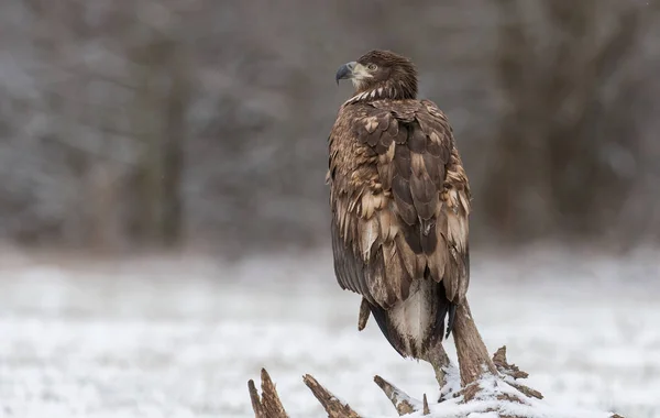 Κλείνω Πάνω Θέα Του Άσπρο Ουρά Αετός Στο Φυσικό Περιβάλλον — Φωτογραφία Αρχείου