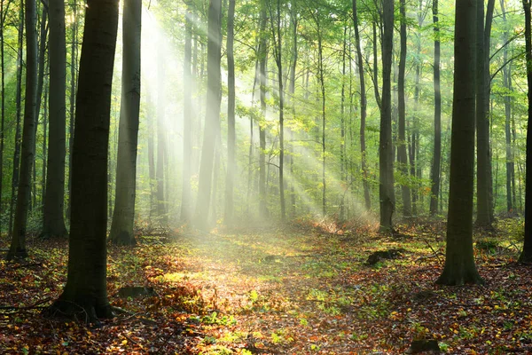 Beautiful Morning Sunbeams Misty Forest Stock Photo