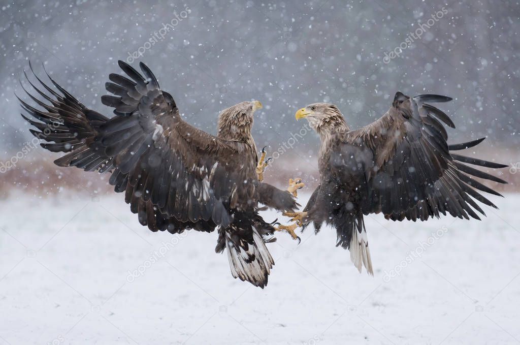 Two young White tailed Eagles fighting in the air