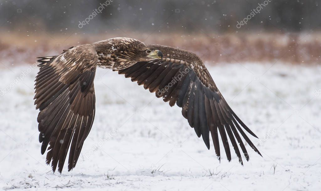 Close up view of flying white tailed Eagle 