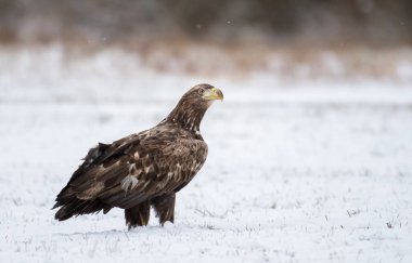 Beyaz kuyruklu kartal doğal ortamlarında görünümünü kapat