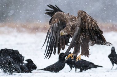 Beyaz kuyruklu kartal uçan görünümü kapatın 