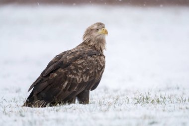 Beyaz kuyruklu kartal doğal ortamlarında görünümünü kapat