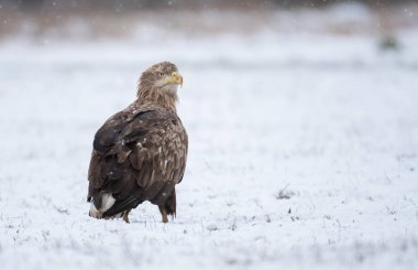 Beyaz kuyruklu kartal doğal ortamlarında görünümünü kapat