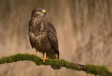 Doğal yaşam alanı içinde genç bayağı şahin görünümünü kapat