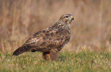 Doğal yaşam alanı içinde genç bayağı şahin görünümünü kapat