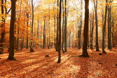 Ormanda sonbahar ağaçları