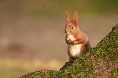 Sevimli minik sincap görünümünü kapat 