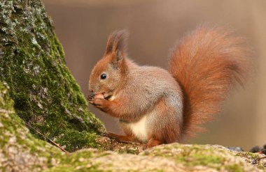 Sevimli minik sincap görünümünü kapat 