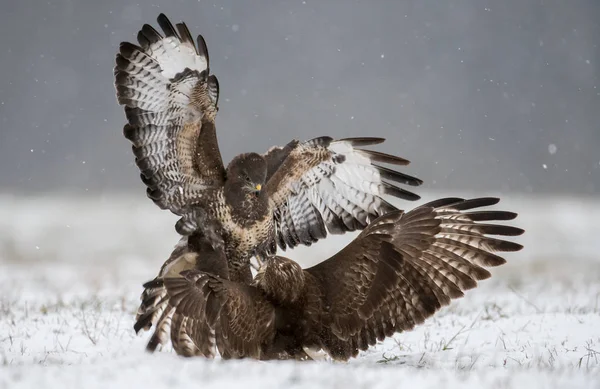 Close View Common Buzzards Fighting — Stock Photo, Image